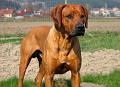 junior (6)
